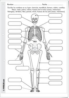 biomecanica basica del sistema musculo esqueletico pdf descargar
