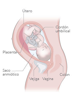 desarrollo fetal semana a semana pdf