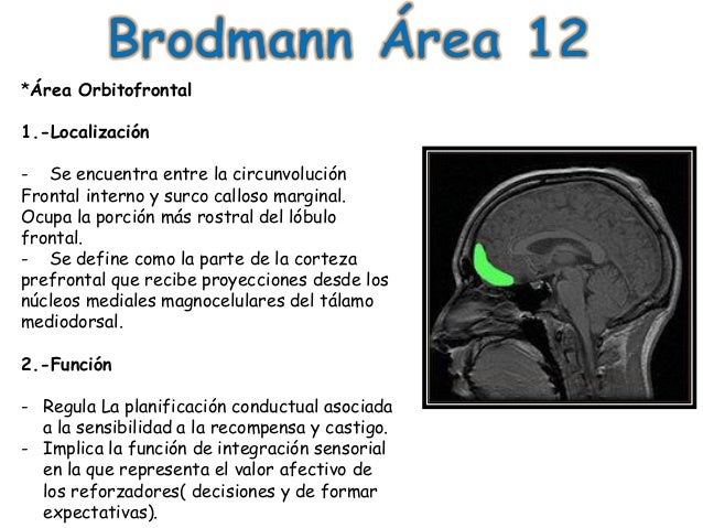 area 17 de brodmann pdf