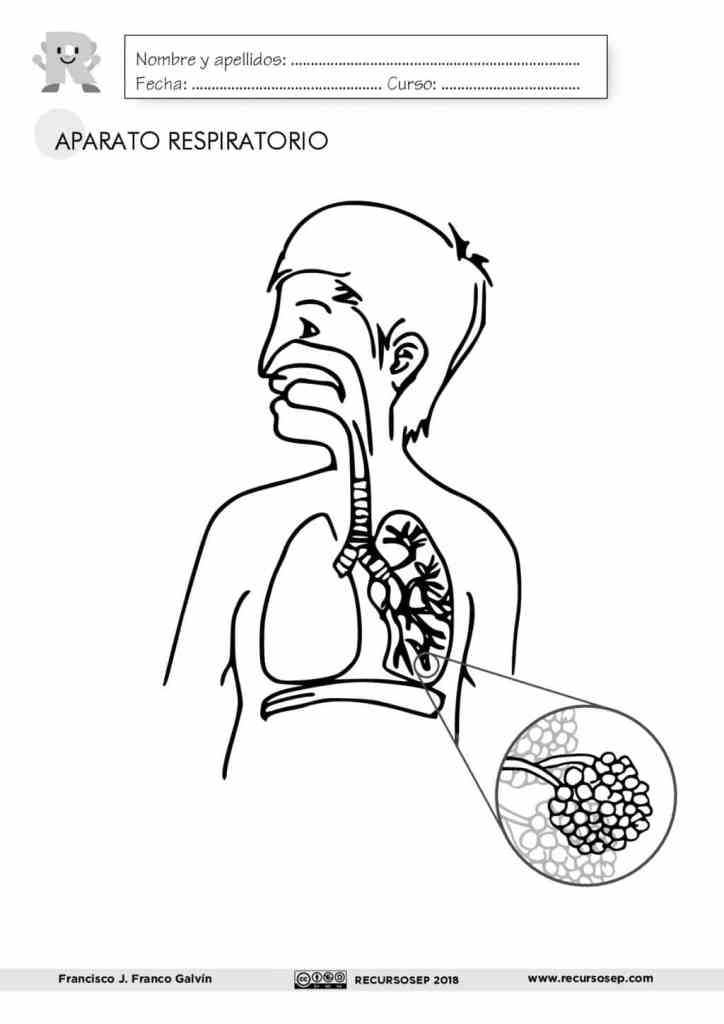 aparato respiratorio y su funcionamiento minsal pdf