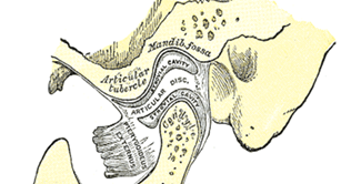 anatomía odontológica funcional y aplicada pdf