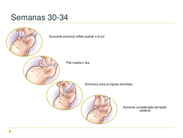 desarrollo fetal semana a semana pdf