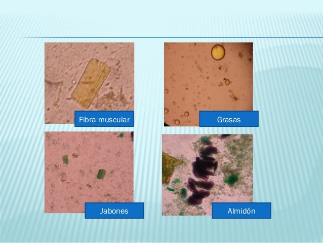 cantidad de microbio en la materia fecal pdf