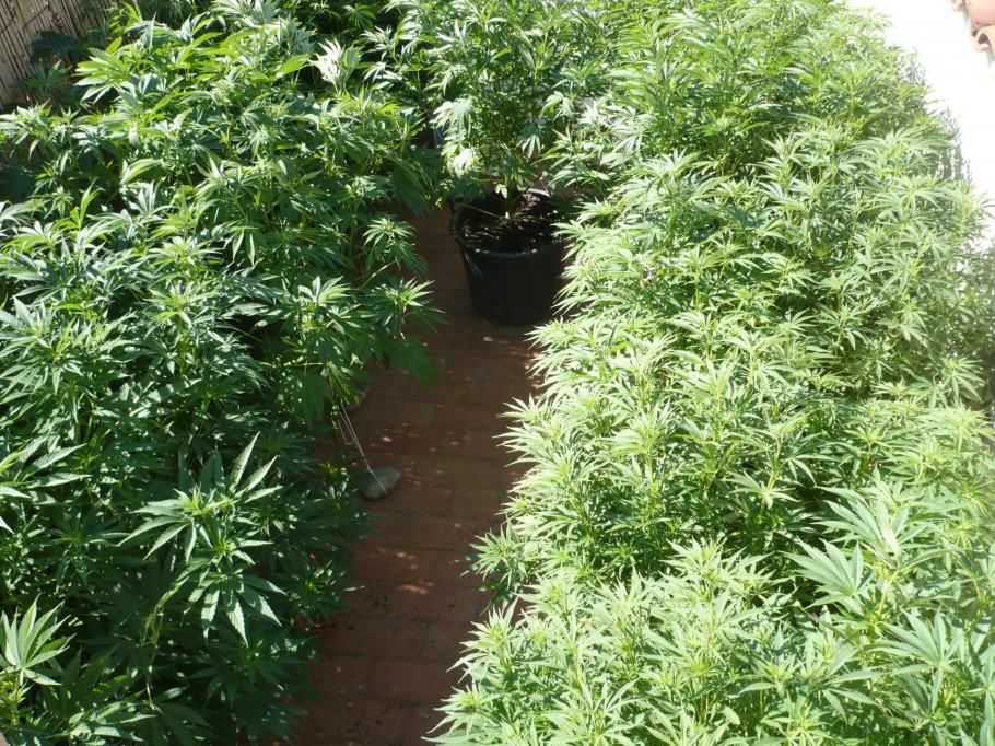 como hacer crop cannabis pdf
