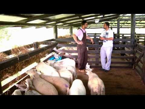 condiciones corporales de los ovinos