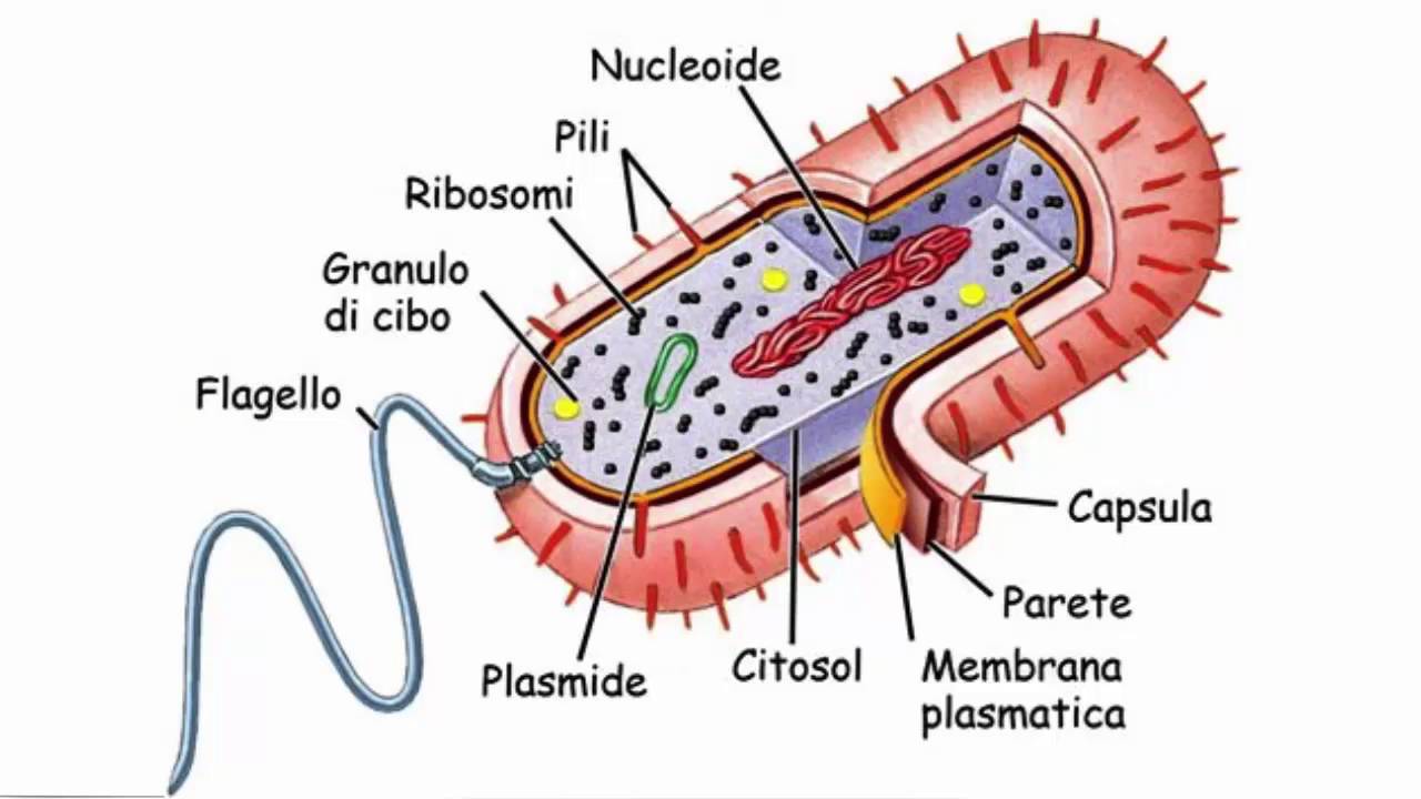 celula eucariota y sus partes y funciones pdf