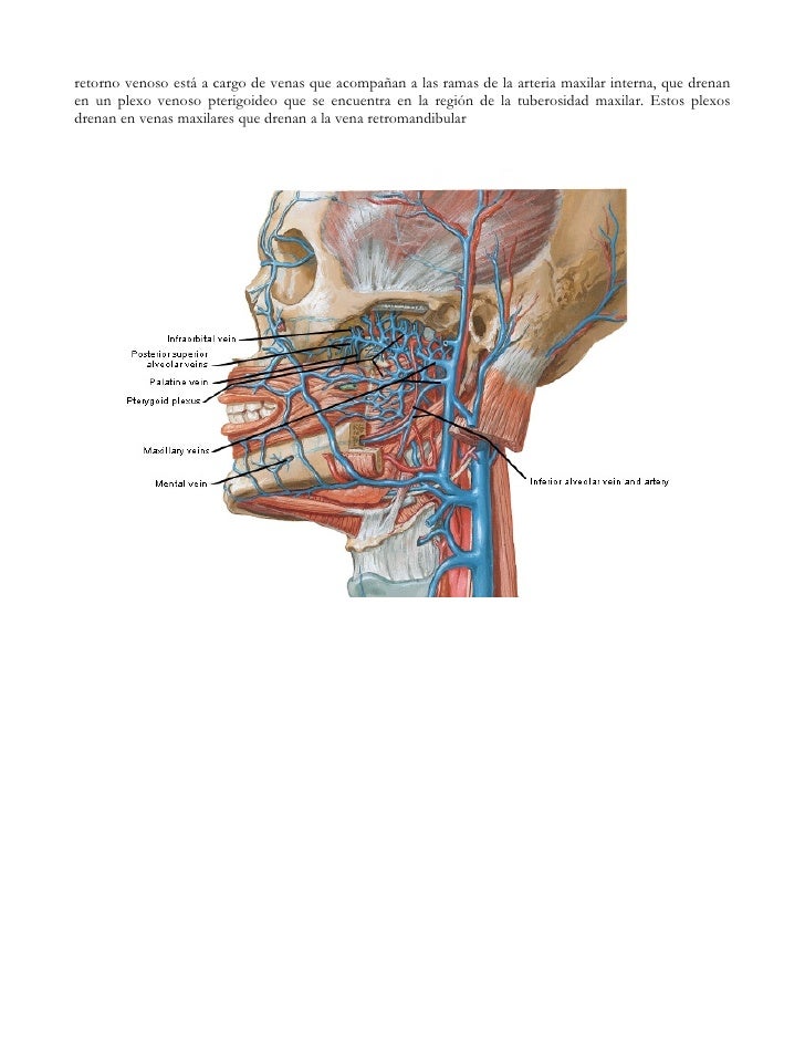anatomía odontológica funcional y aplicada pdf